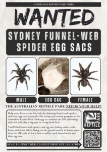 ‘Learn how to safely catch funnel-webs’: Sydneysiders tasked with hunt for venom as spiders’ breeding season begins