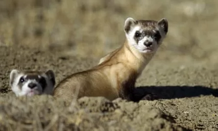 Ferrets peek out of a hole at the Black-Footed Ferret Conservation Center near Wellington, Colorado.