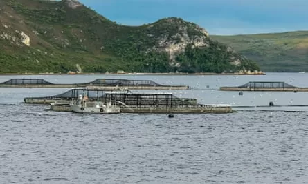 Five salmon pens in Macquarie Harbour, Tasmania.