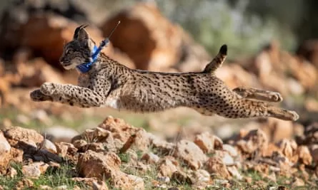 A young lynx with a tracking collar leaps over the ground.