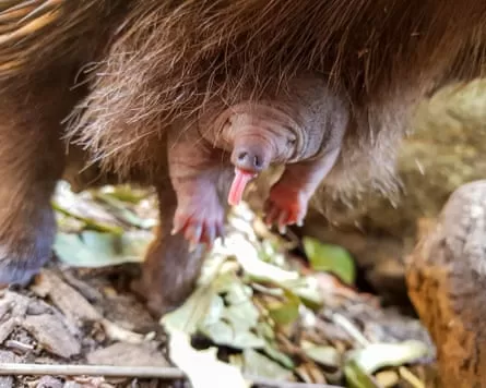 Echidna puggle in mother’s pseudo-pouch