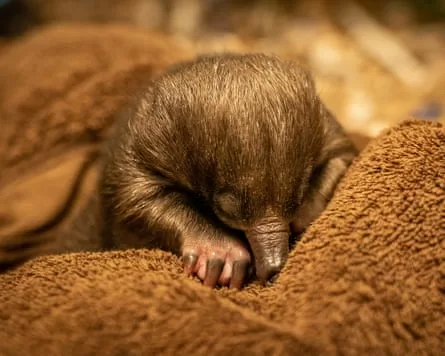 A rescued echidna puggle