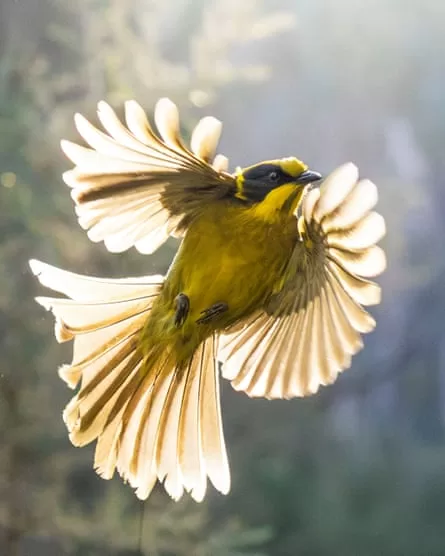 A flying honeyeater