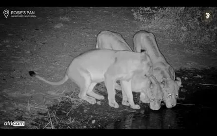 Night vision camera footage of three lions drinking at a waterhole.