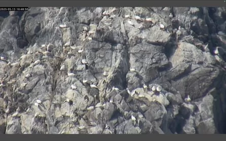 Hundreds of birds perch on outcrops of a sheer-looking wall of rock.