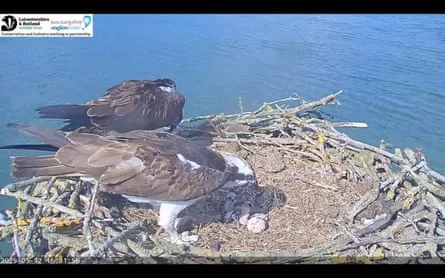 Two ospreys stand in a nest in which eggs and chicks can be seen.