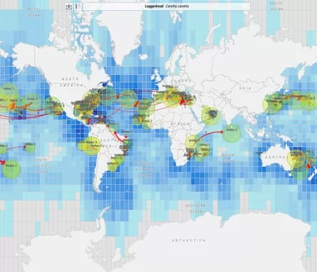 The Mico system tracks the movements of loggerhead turtles.
