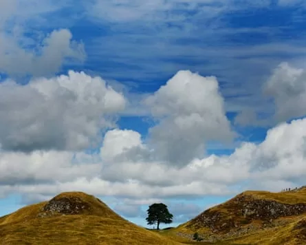 Sycamore Gap before the tree was cut down.