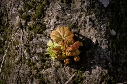 Small green and grown leaves on the bark of a tree