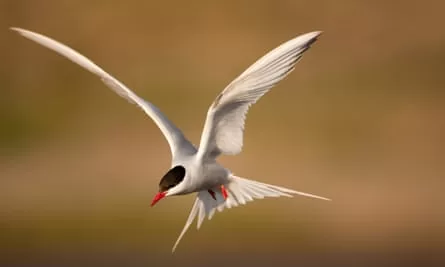 The Arctic tern