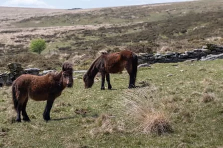 Wild ponies on Dartmoor, near Postbridge.