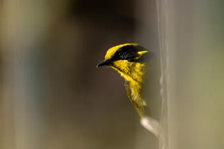 A bird peers out