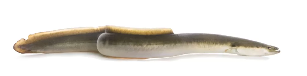 Northeast Dam Removal Projects Accelerate to Restore River Ecosystems 1 American eels are one notable species that will benefit from the Northeast dam removal trend.